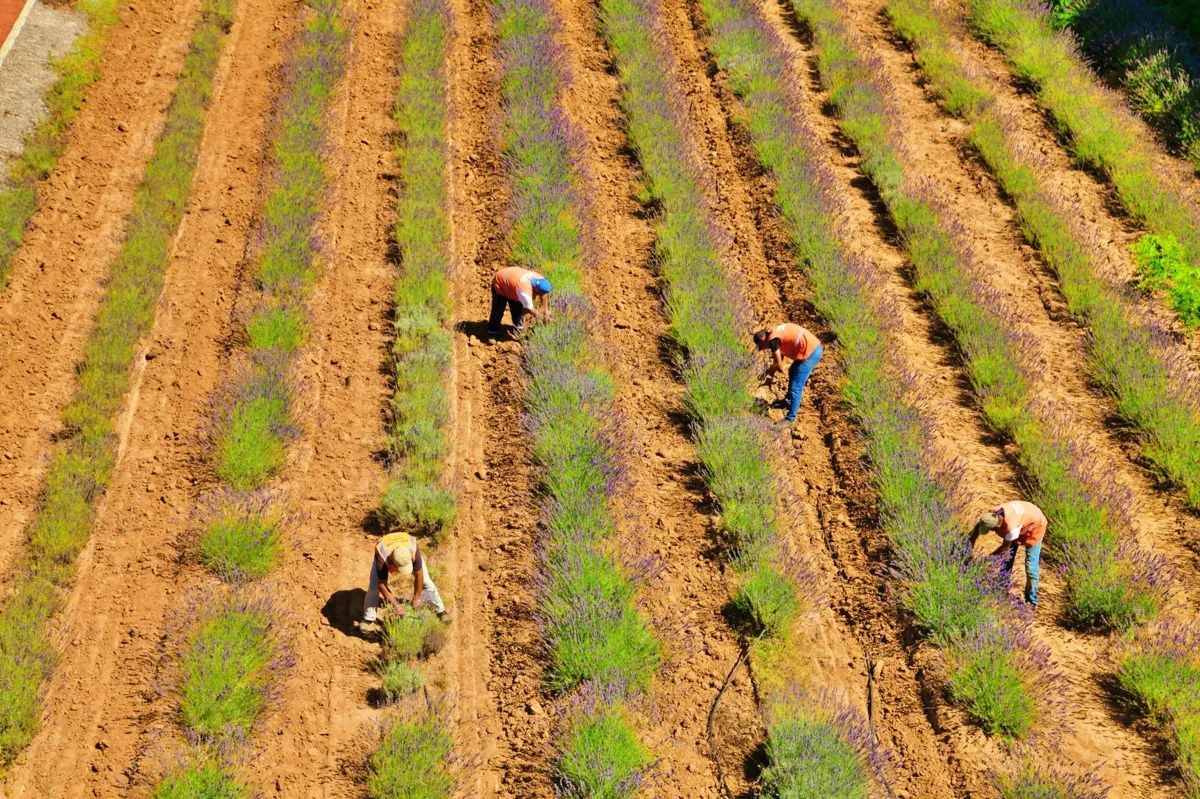 Sakarya ekonomi haberi | Tıbbi ve aromatik bitkilerin yetiştirildiği Sakarya Botanik Vadisi'nde hasat mesaisi